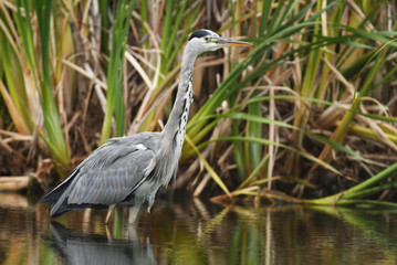 Grey heron (Ardea cinerea)