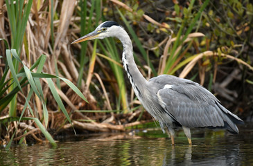 Grey heron (Ardea cinerea)