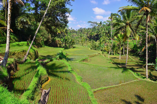 Rice terraced paddy fields in Tegalalang, central Bali, Indonesia