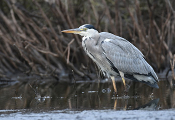 Grey heron (Ardea cinerea)