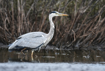 Grey heron (Ardea cinerea)
