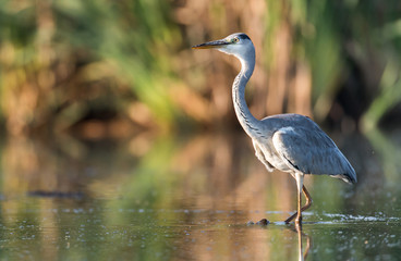 Grey heron (Ardea cinerea)