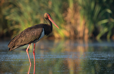 Black stork (Ciconia nigra)