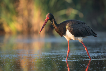 Black stork (Ciconia nigra)