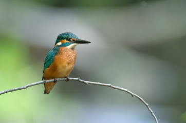 Kingfisher (Alcedo atthis)
