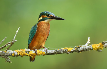 Kingfisher (Alcedo atthis)
