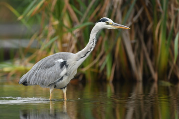 Grey heron (Ardea cinerea)