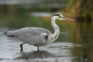 Grey heron (Ardea cinerea)