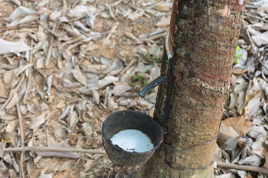 Natural latex dripping from a rubber tree