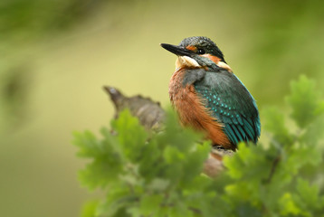 Kingfisher (Alcedo atthis)