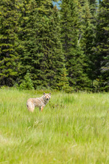 Obraz premium Coyote (Canis Latrans)