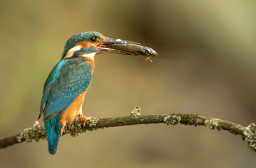 Kingfisher (Alcedo atthis)