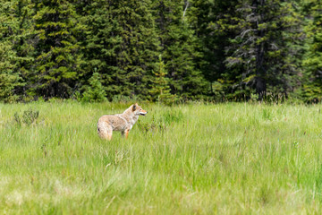 Coyote (Canis Latrans)