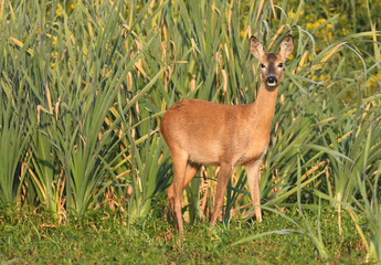 roe deer