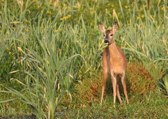 roe deer