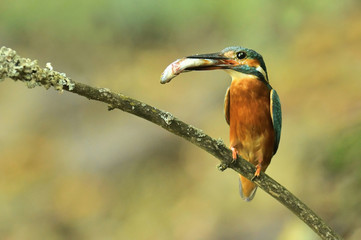 Kingfisher (Alcedo atthis)