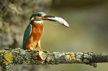 Kingfisher (Alcedo atthis)
