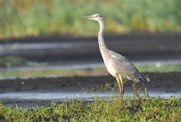 Fototapeta premium Grey heron (Ardea cinerea)