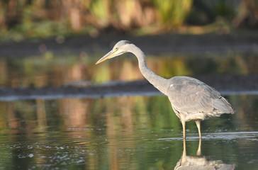 Grey heron (Ardea cinerea)
