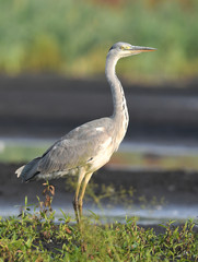 Grey heron (Ardea cinerea)
