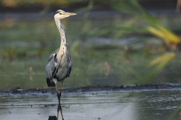 Grey heron (Ardea cinerea)