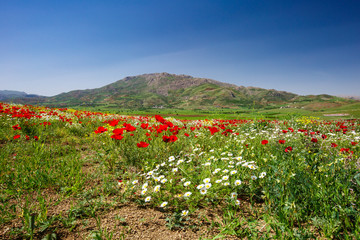 Obraz premium Kamyaran, Kurdestan, Iran