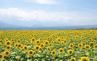 Obraz premium sunflowers