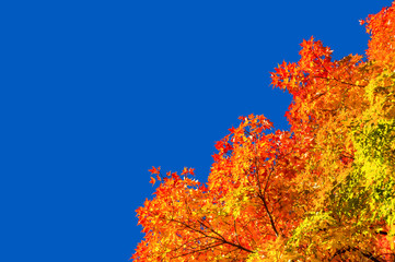 Autumn maple trees with red leaves against pure blue sky in Montreal / Canada