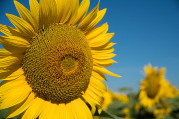 Fototapeta premium sunflowers