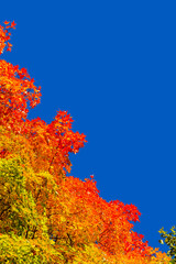 Autumn maple trees with red leaves against pure blue sky in Montreal / Canada