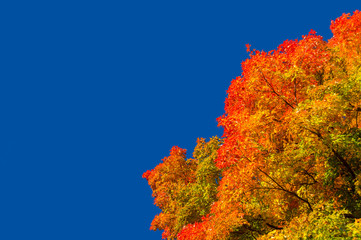 Autumn maple trees with red leaves against pure blue sky in Mont