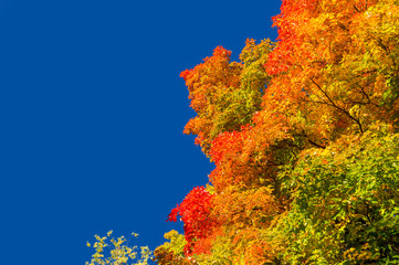 Autumn maple trees with red leaves against pure blue sky in Montreal / Canada