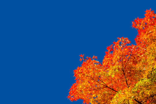Autumn maple trees with red leaves against pure blue sky in Montreal / Canada © mbruxelle