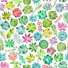 Succulent plant seamless pattern on white background. Vector illustration