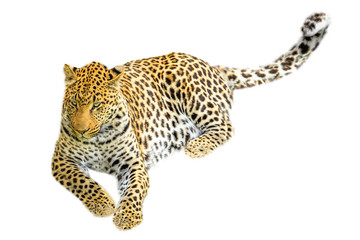 Obraz premium One elegant adult leopard sitting. Isolated on white background.