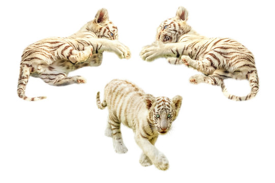 Three cute and baby white tigers, Panthera tigris, play together. Isolated on white background.