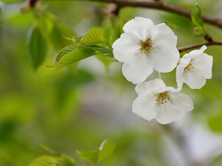 緑葉と白き桜