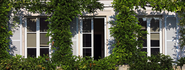 windows and climbing plants