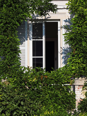 window and climbing plants