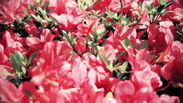 Pink flowers, close up panning. 4K resolution retro look.