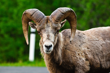 Big Horned Sheep