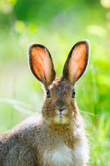  Snowshoe Hare (Lepus americanus)
