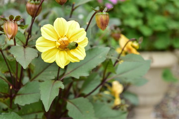 ダリアの花にカメムシ