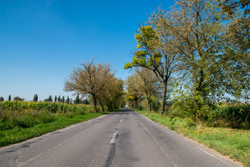 Rural road between row of trees late summer