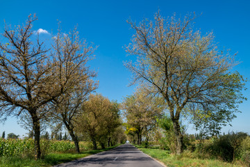 Rural road between row of trees late summer