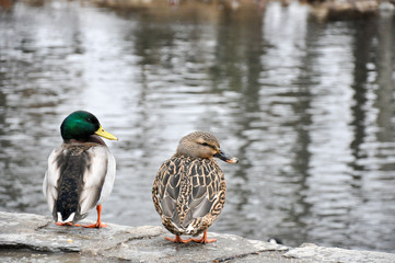 Male and female mallard couple overlooking creek