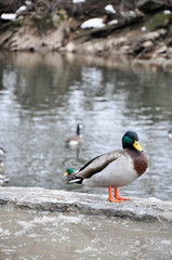 Male mallard overlooking creek on a winter day