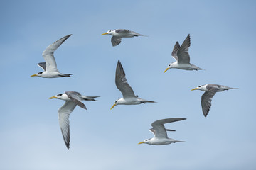 Great Crested Tern flying on blue sky