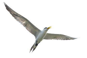 Great Crested Tern flying on white background