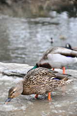 Female Mallard searches for food in melting snow